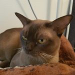 Silkymajesty Winston Silkymajesty Winston