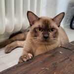 SE*Pendas Neko